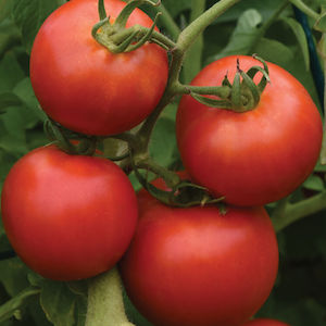 Tomato: Early Girl