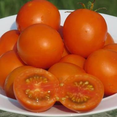 Tomato: Jaune Flammée