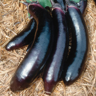 Eggplant: Orient Express