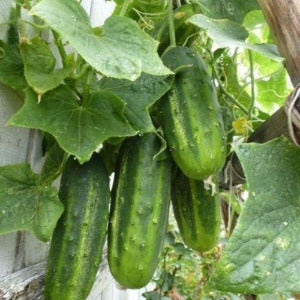 Cucumber: Pickling