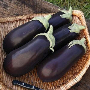 Eggplant: Traviata